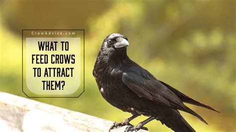 What to feed crows. Things To Know About What to feed crows. 
